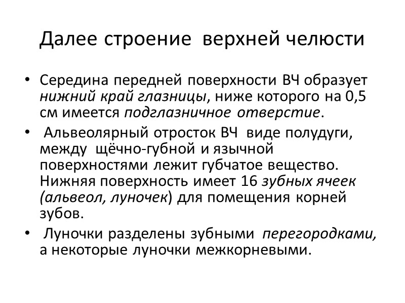 Далее строение  верхней челюсти Середина передней поверхности ВЧ образует нижний край глазницы, ниже